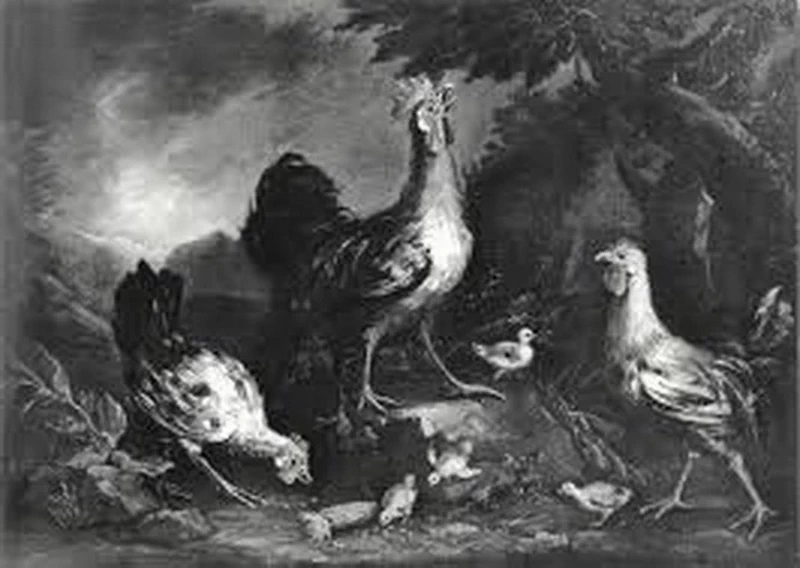 Gallo e galline